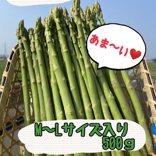 グリーンアスパラガス　500㌘(野菜)