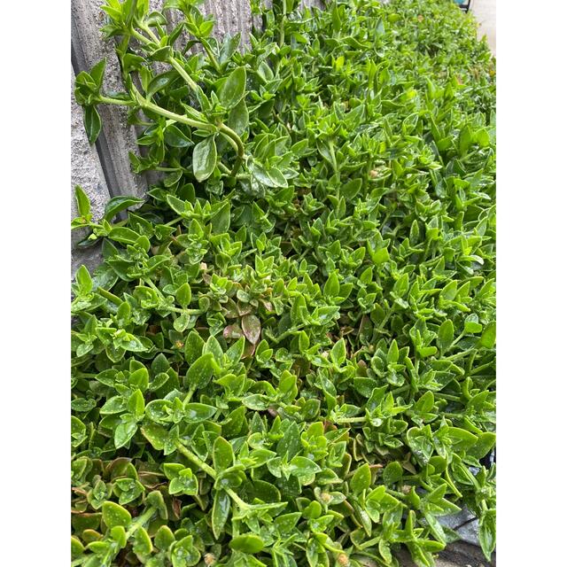 多肉植物ベビーサンローズ黄色‼️ ハンドメイドのフラワー/ガーデン(プランター)の商品写真