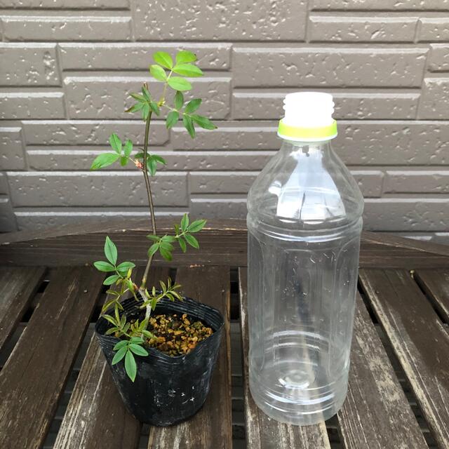 ということ *かすみ草様確認用*モッコウバラ苗 ばら苗の通販 by S&M