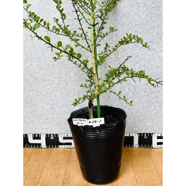 フィンガーライム苗 5年生 接木苗/花芽着き/果実肥大中 高さ80cm 10