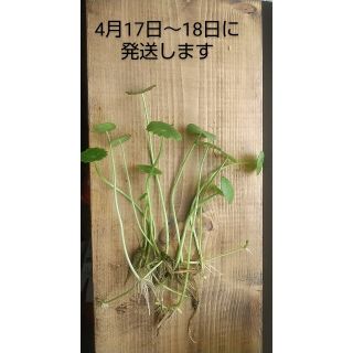4月17日～18日発送  ウォーターマッシュルーム(その他)
