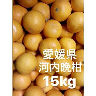 愛媛県産　河内晩柑　宇和ゴールド　柑橘　ジュース用　15kg(フルーツ)