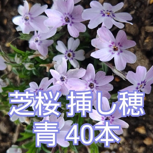 芝桜 挿し穂 青 40本 ハンドメイドのフラワー/ガーデン(その他)の商品写真