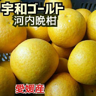 愛媛産【農家直送】☆河内晩柑(宇和ゴールド)☆  美品✴️10ｷﾛ箱いっぱい(フルーツ)