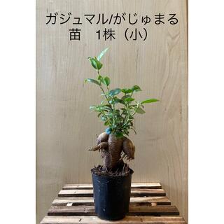 ガジュマル/がじゅまる　苗　1株（小） 観葉植物　インテリア(プランター)