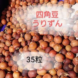 四角豆 うりずん種 35粒(野菜)