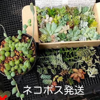 多肉植物　ネコポスS⑤(その他)