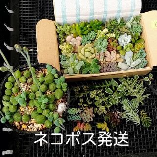 多肉植物　ネコポスS⑥(その他)