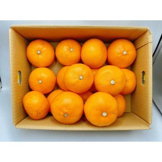 最終入荷！　産地厳選　せとか　おおきさおまかせ　約5kg(フルーツ)