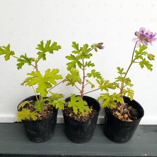 ローズゼラニウム 蚊連草 蚊嫌草 苗 ハーブ 植物 3株セット ⑦(その他)