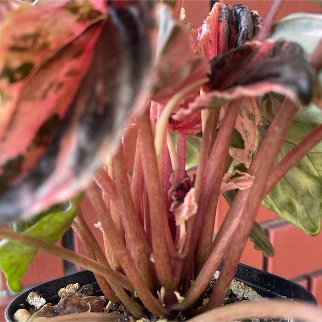 ☆。.:*PEPEROMIA"New Pink Lady"☆。.:* ハンドメイドのフラワー/ガーデン(その他)の商品写真