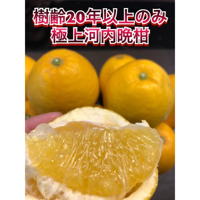 濃い味 河内晩柑 美生柑 愛媛県宇和島市産 ビタミン 食品/飲料/酒の食品(フルーツ)の商品写真