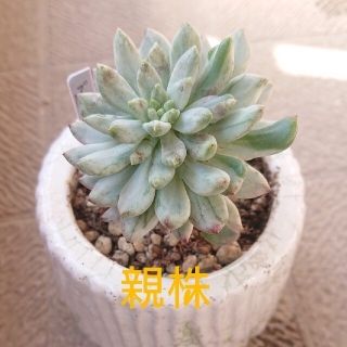 多肉植物🌱班入り🌱ブルーエルフ錦❣️カット苗(その他)