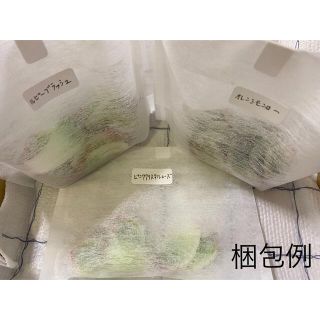 多肉植物葉挿し25枚セット【高級苗】(その他)