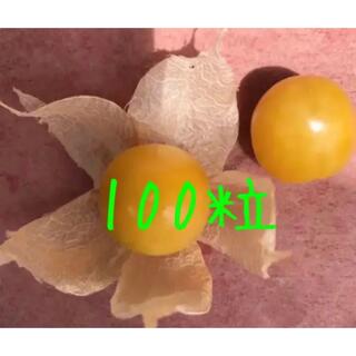 品種不明の2センチ前後の食用ホオズキ100粒＋ゴールデンベリー種100粒(野菜)