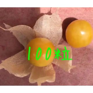 品種不明の2センチ前後の食用ホオズキ100粒＋ゴールデンベリー種100粒(野菜)