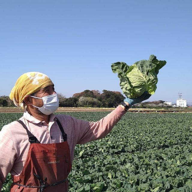 今が旬！三浦の春キャベツ 食品/飲料/酒の食品(野菜)の商品写真