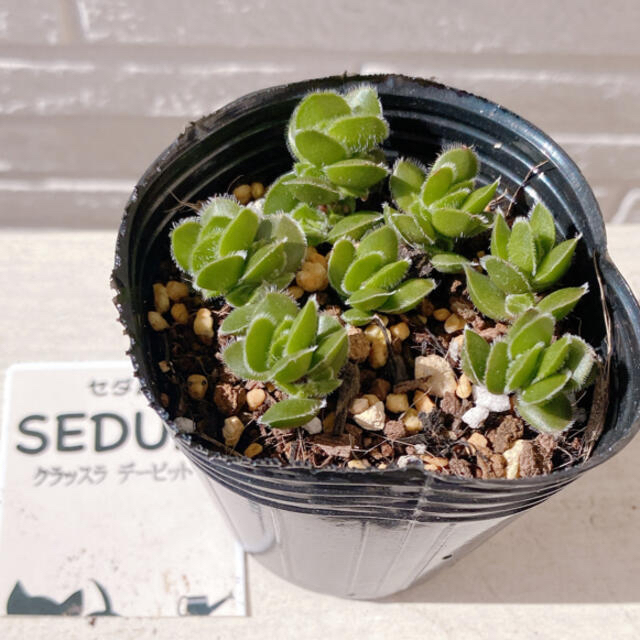 kurukuruさん専用■多肉植物■クラッスラ デービット、銀揃 | フリマアプリ ラクマ