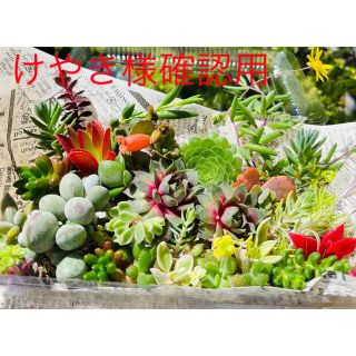 多肉植物カット苗詰め合わせ　多肉植物カット苗セット^ ^(その他)