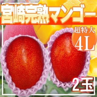 宮崎県産　完熟マンゴー 4L　2玉　1玉約510g以上(フルーツ)