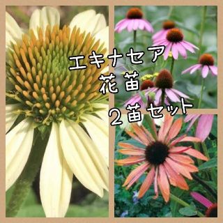 エキナセア 宿根草(その他)