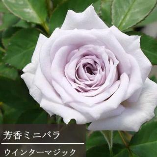 強香ミニバラ　ウインターマジック　シルバーブルーミニ薔薇　花苗四季咲き　バラ苗(その他)