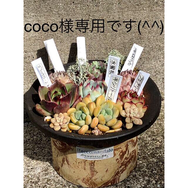 多肉植物リメイク缶鉢寄せ植えにどうぞ(*´꒳`*)coco様専用です(^^) ハンドメイドのフラワー/ガーデン(その他)の商品写真