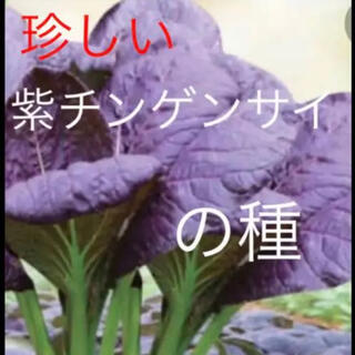 珍しい 紫チンゲンサイ 野菜の種 20個(野菜)