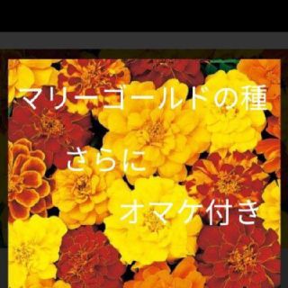 数量限定、おまけ付き！マリーゴールドの種とおまけでひまわり、しそ、キンセンカ！(その他)