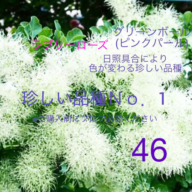 46. おまとめ ラブリーローズ グリーンボール スモークツリー 苗 苗木 雌株 ハンドメイドのフラワー/ガーデン(プランター)の商品写真