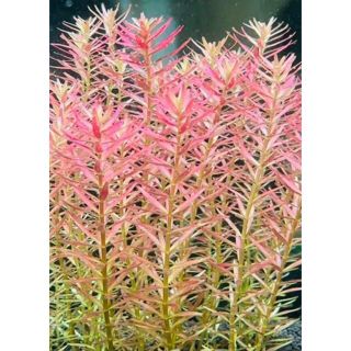 ロタラ インレー(10cm5本)  (アクアリウム)