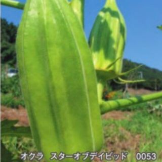 プーランク様専用ページ(野菜)