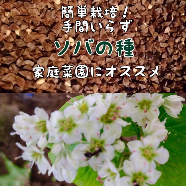 【家庭菜園にかわいいお花を】そばの種　たっぷり15g　お世話いらず　そだてやすい 食品/飲料/酒の食品(野菜)の商品写真