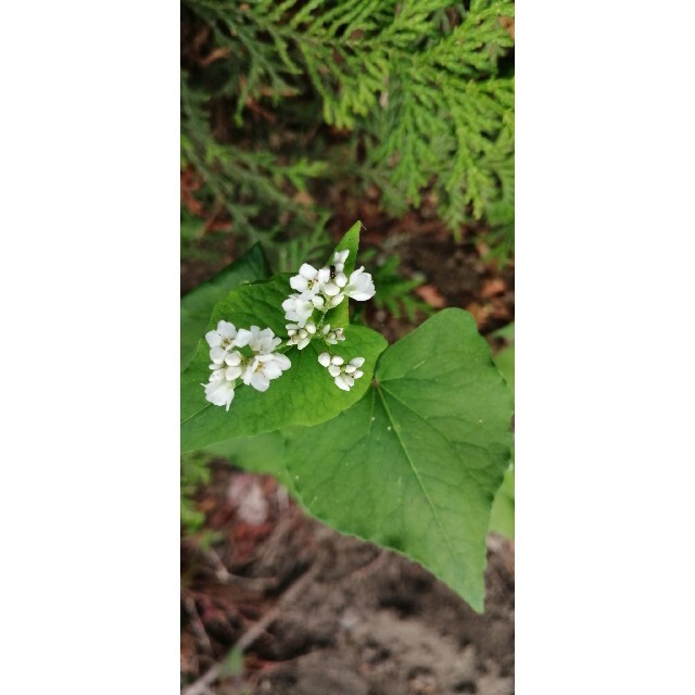 【家庭菜園にかわいいお花を】そばの種　たっぷり15g　お世話いらず　そだてやすい 食品/飲料/酒の食品(野菜)の商品写真