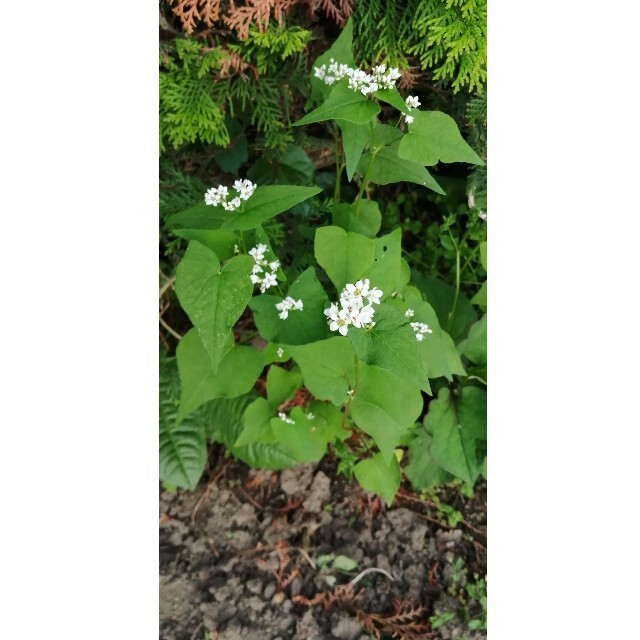 【家庭菜園にかわいいお花を】そばの種　たっぷり15g　お世話いらず　そだてやすい 食品/飲料/酒の食品(野菜)の商品写真