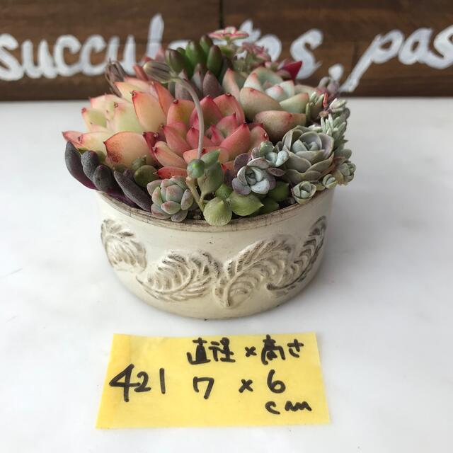 #421 そのまま飾れる多肉植物の寄せ植え ハンドメイドのフラワー/ガーデン(その他)の商品写真