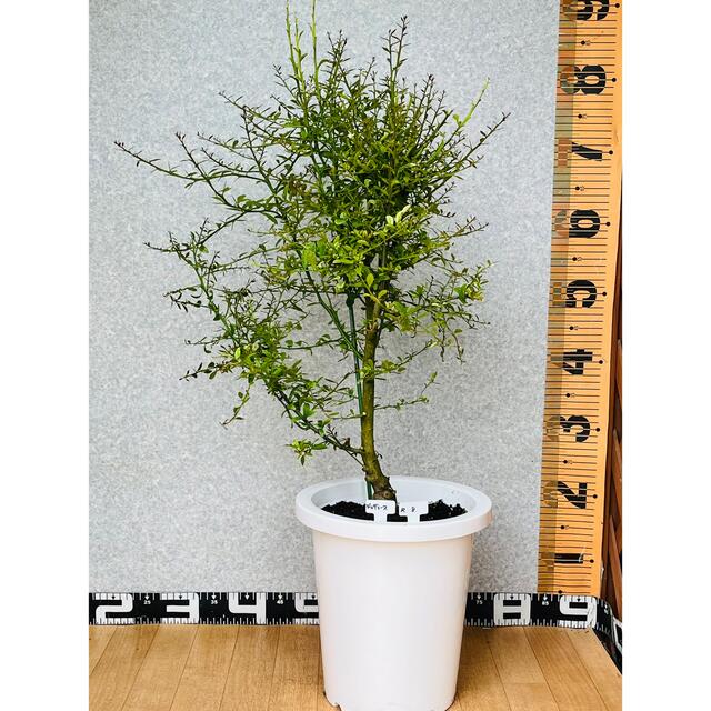 おしゃれ フィンガーライム接木苗 花芽つき始め 植物 観葉植物 8号鉢 4 ...