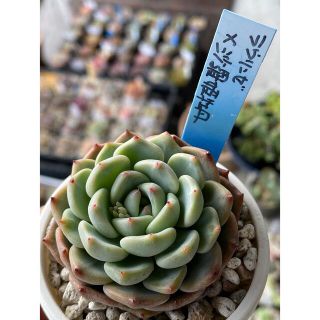 多肉植物 おらいさん苗(札なし)★ラウリンゼ×沙羅姫牡丹 二頭