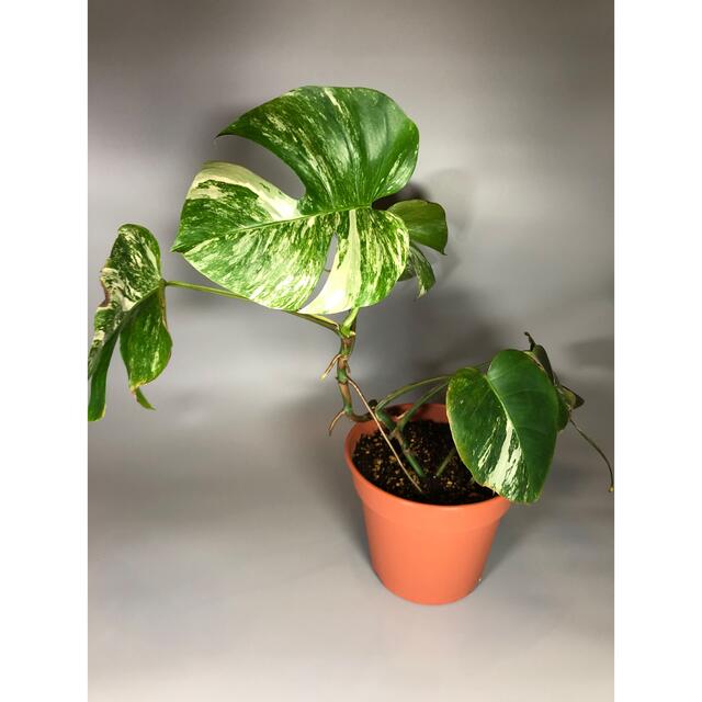 モンステラ　斑入り　Monstera 8