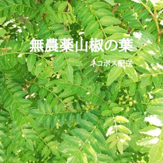 無農薬山椒の葉150枚　木の芽　新芽(野菜)