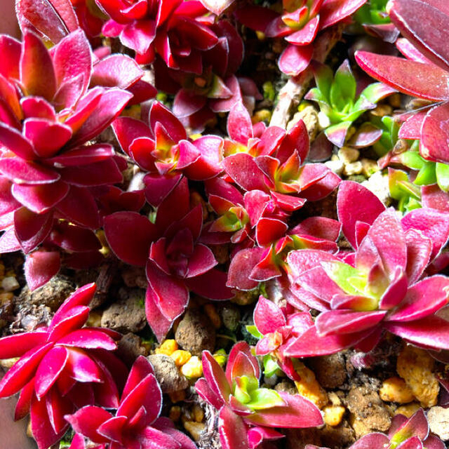 多肉植物✴︎ 紅葉祭り　抜き苗紅葉