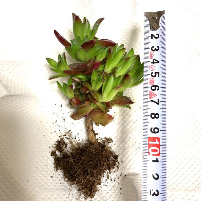 多肉植物✴︎ 紅葉祭り 抜き苗 多肉植物✴︎ 紅葉祭り 抜き苗
