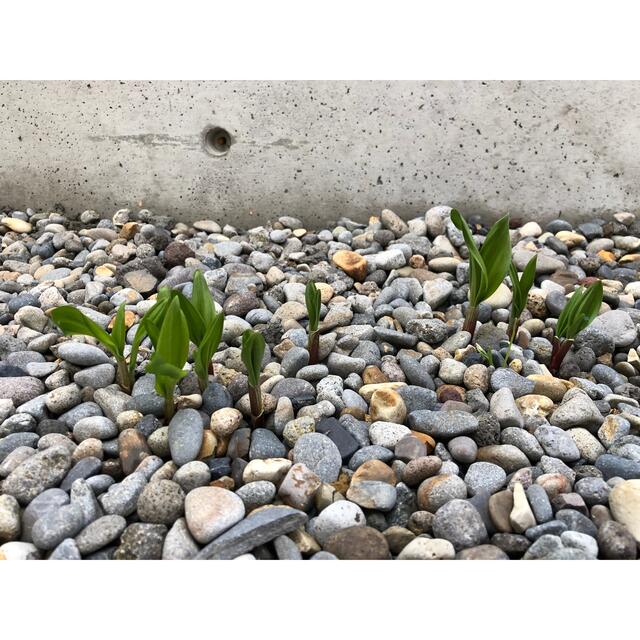 ポポ様専用3k   山菜❗️行者にんにく❗️天然物❗️北海道産❗️アイヌネギ  食品/飲料/酒の食品(野菜)の商品写真