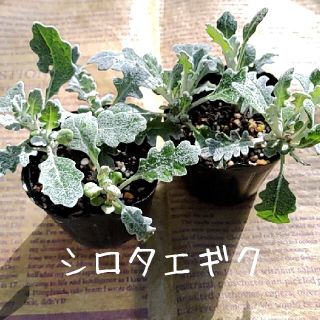 耐寒性多年草【シロタエギク】抜き苗(プランター)