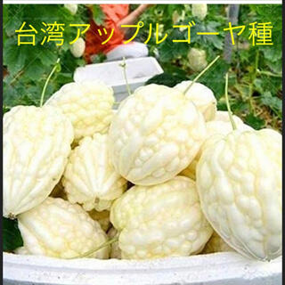 新食感 台湾アップルゴーヤ 野菜種 3粒(野菜)