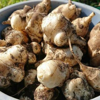 青森県産　無農薬菊芋4kg(野菜)