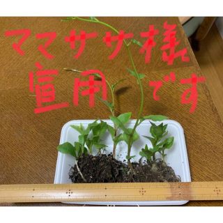 おかわかめ　特大苗　２株　無農薬(野菜)