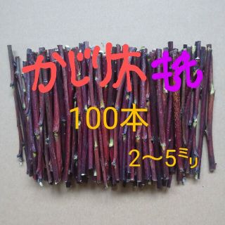 かじり木 もも 100本(小動物)