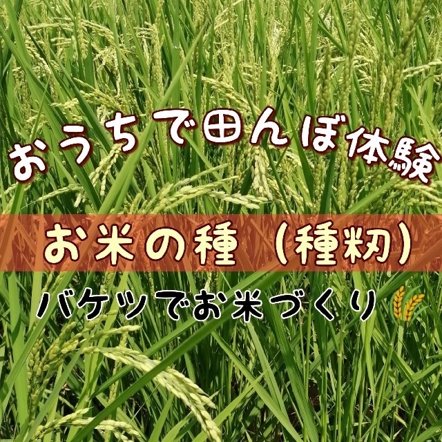 【お家で田んぼ体験】お米の種(種籾)自然農コシヒカリ　はざかけ米　バケツ稲に◎ 食品/飲料/酒の食品(米/穀物)の商品写真