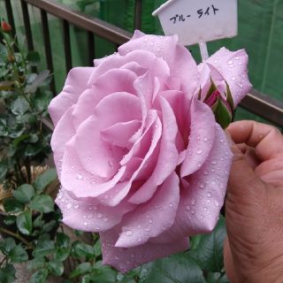 薔薇🌹『ブルーライト』🌹挿し木苗(その他)